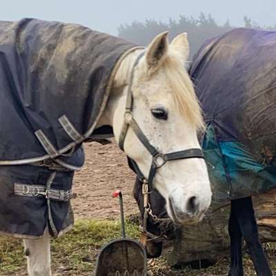 Hundetreffen-Spiel und Spaß im Team-Bild