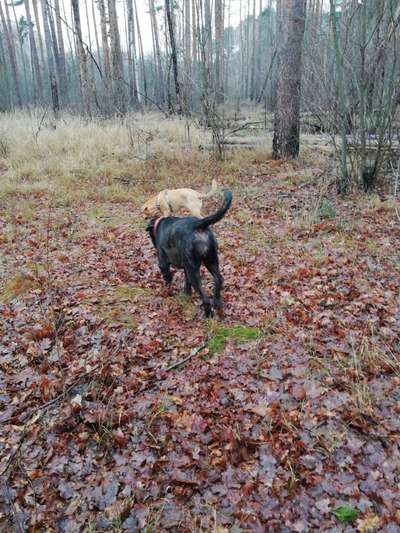 Hundetreffen-Einfach mal eine Runde im Wald-Bild