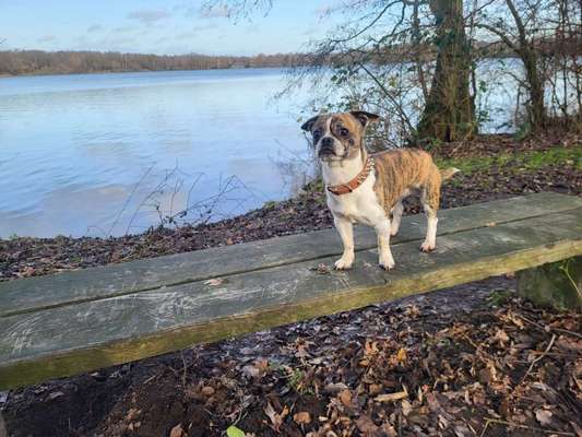 Boston Terrier Liebhaber❤️-Beitrag-Bild