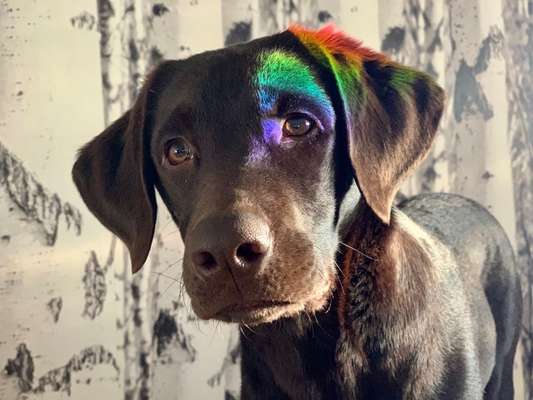 Dogorama Photo Challenge - Hundeblick zum hinschmelzen-Beitrag-Bild