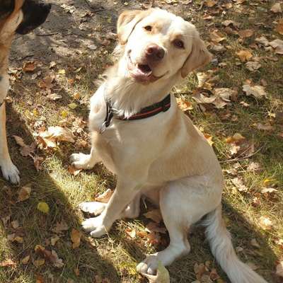 Welche Rasse steckt drin außer Husky-Beitrag-Bild