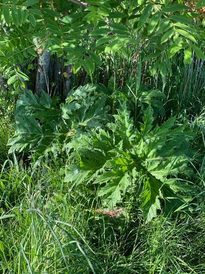 Giftköder-Riesenbärenklau-Bild