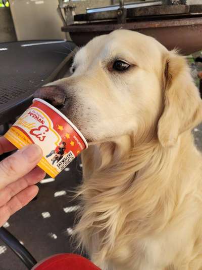 Wo sind die Golden Retriever Liebhaber?-Beitrag-Bild