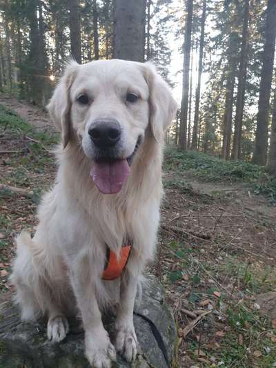 Dogorama Photo Challenge - Märchenwald-Beitrag-Bild