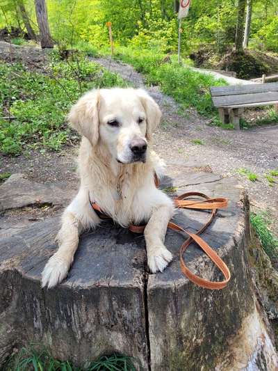 Wo sind die Golden Retriever Liebhaber?-Beitrag-Bild