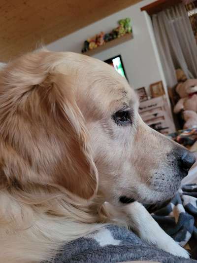 Wo sind die Golden Retriever Liebhaber?-Beitrag-Bild