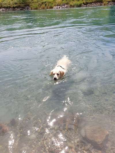 Hundeschwimmen-Beitrag-Bild