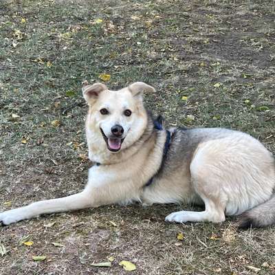 Hundetreffen-Spielfreunde gesucht-Bild