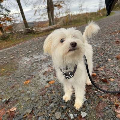 Hundetreffen-Welpentreffen-Bild