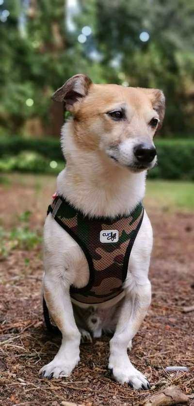 Dogorama Photo Challenge - Hundeblick zum hinschmelzen-Beitrag-Bild