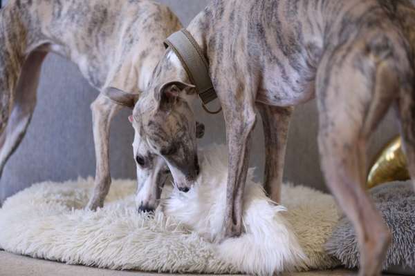 Windhunde - Treffen der besonderen Schönheiten
HERZLICH WILLKOMMEN-Beitrag-Bild