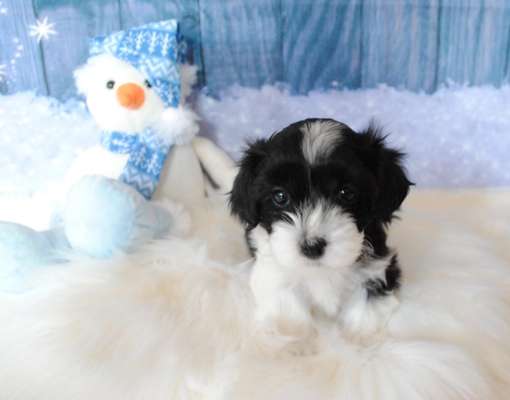 Havaneser dabei?:)-Beitrag-Bild