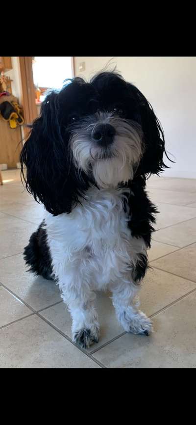 Havaneser dabei?:)-Beitrag-Bild