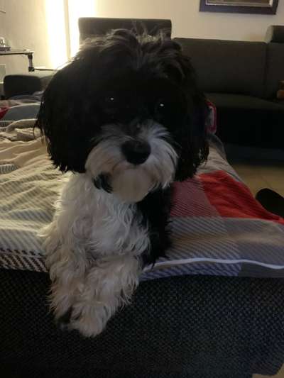 Havaneser dabei?:)-Beitrag-Bild