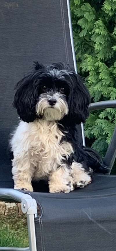 Havaneser dabei?:)-Beitrag-Bild