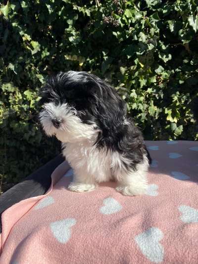 Havaneser dabei?:)-Beitrag-Bild