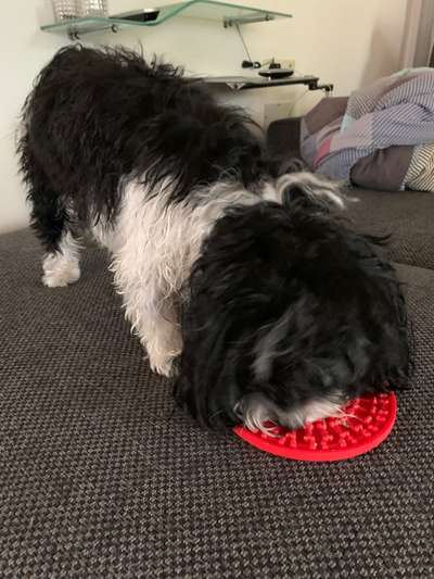 Havaneser dabei?:)-Beitrag-Bild