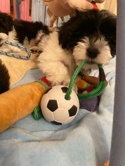 Havaneser dabei?:)-Beitrag-Bild