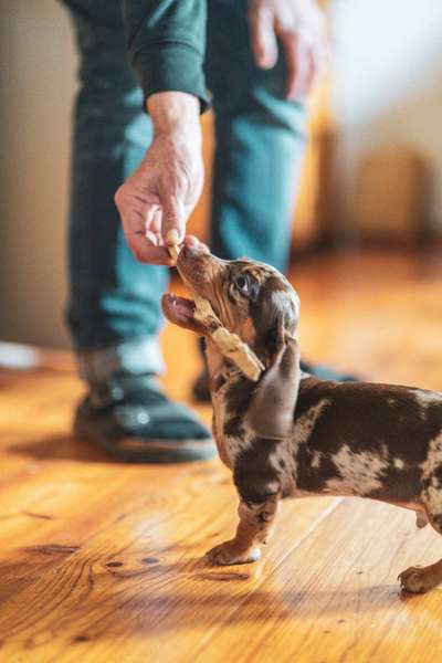 Hundetreffen-Welpentreff mit kleinen Hunden-Bild