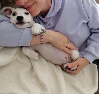 Die Dogorama-Wochen-Challenge "Die schönste Grimasse"-Beitrag-Bild