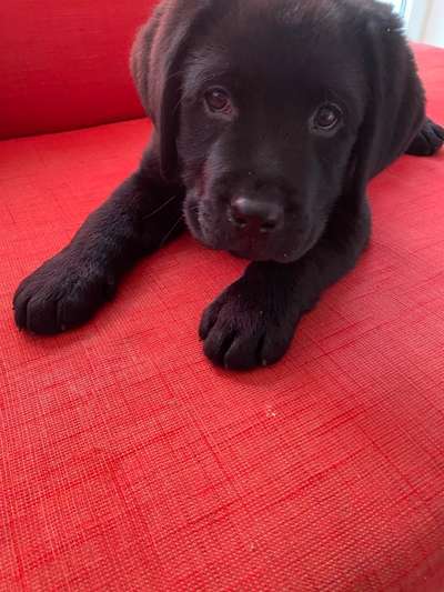 Labradorfans-Beitrag-Bild