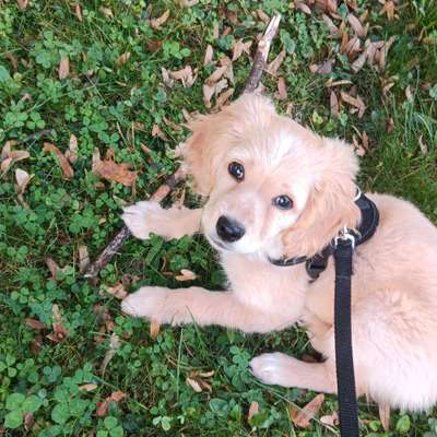 Hundetreffen-Welpentreff in mering-Bild