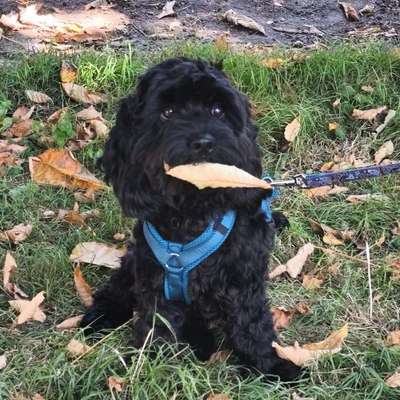 Hundetreffen-Spielkamerad gesucht-Bild