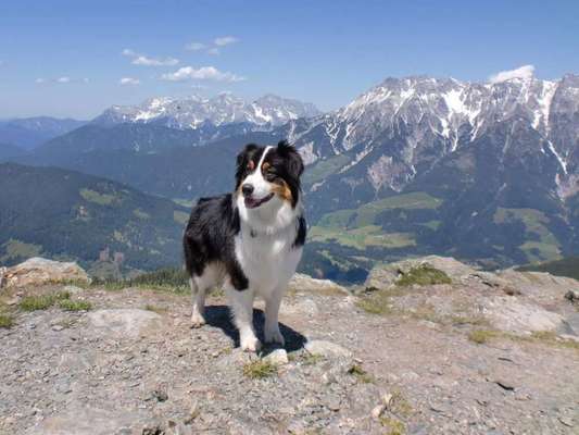 Challenge 41 - Mein Hund im Urlaub-Beitrag-Bild
