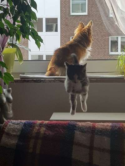 Challenge Nr. 16         Dynamik - Dein Hund in Bewegung-Beitrag-Bild