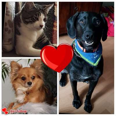 Labradorfans-Beitrag-Bild