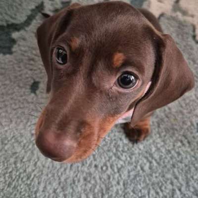 Hundetreffen-Playdate/walking buddy-Bild