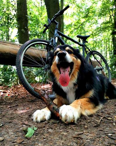 Radfahren mit Hund-Beitrag-Bild