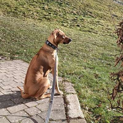 Hundetreffen-Gassirunde, Spielen, Walken, Sozialkontakte-Bild