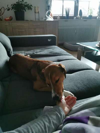 Mein Hund vertraut mir (in der Wohnung) nicht-Beitrag-Bild