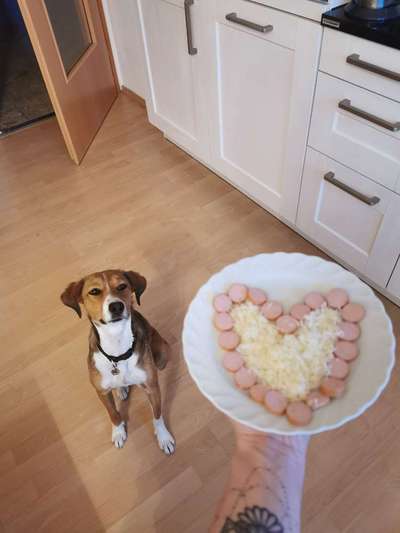 Dogorama Photo Challenge- genervter Blick-Beitrag-Bild