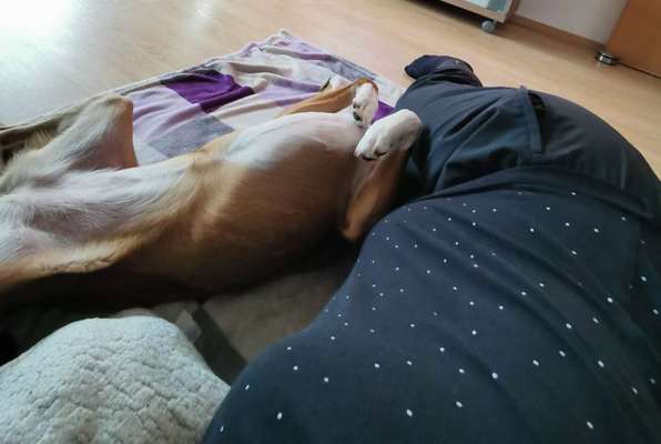 Mein Hund vertraut mir (in der Wohnung) nicht-Beitrag-Bild
