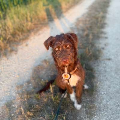 Hundetreffen-Gassi/Spielen-Bild