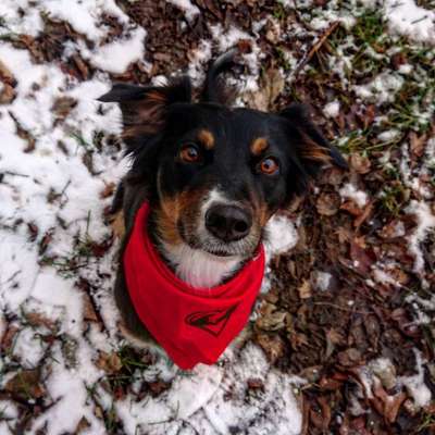 Aussies-Beitrag-Bild