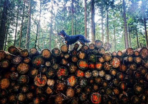 Vorher.... Nachher-Beitrag-Bild