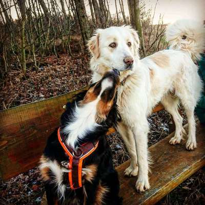 Maremmano-Beitrag-Bild