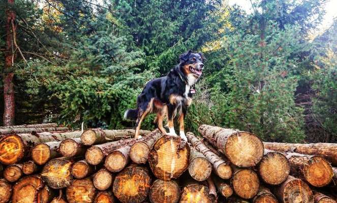 Aussies-Beitrag-Bild