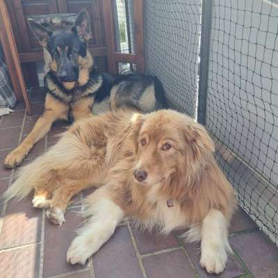 Hundetreffen-Spiel treffen