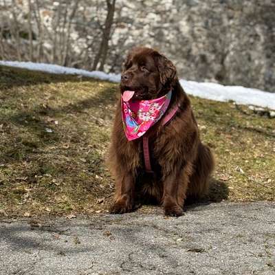 Neufundländer-Beitrag-Bild