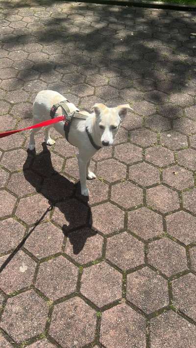 Hundetreffen-Spielkameraden-Bild