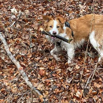 Hundetreffen-Gassirunde-Bild