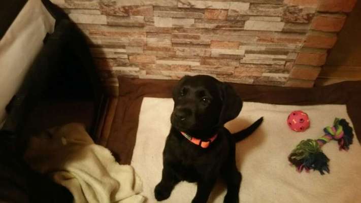 Welpen Bilder !-Beitrag-Bild