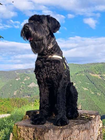 Vom Welpen zum Hund-Beitrag-Bild