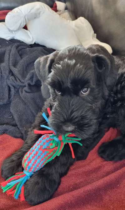 Vom Welpen zum Hund-Beitrag-Bild