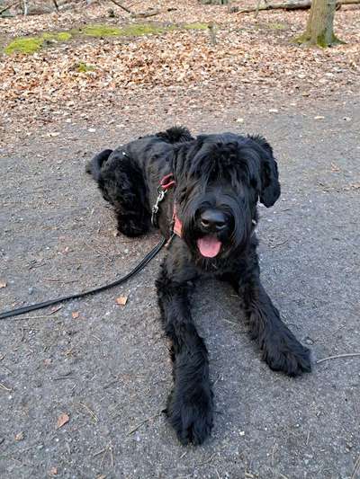 Wo sind die Riesenschnauzer?-Beitrag-Bild