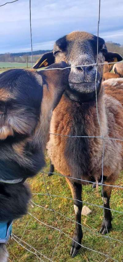 Die schönsten Hundekuschelbilder-Beitrag-Bild